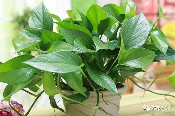 扦插绿萝最好的方法，绿萝扦插小技巧