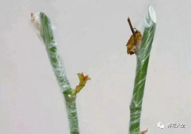 扦插绿萝最好的方法，绿萝扦插小技巧
