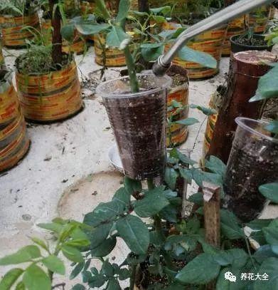 扦插绿萝最好的方法，绿萝扦插小技巧