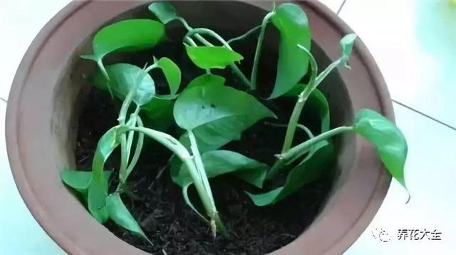 扦插绿萝最好的方法，绿萝扦插小技巧