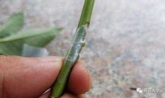 扦插绿萝最好的方法，绿萝扦插小技巧