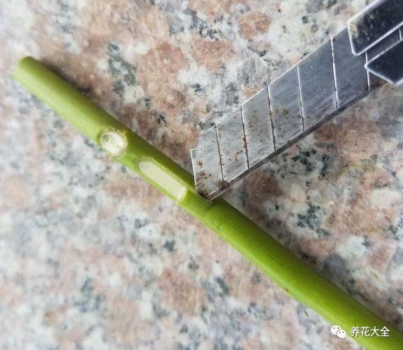 扦插绿萝最好的方法，绿萝扦插小技巧