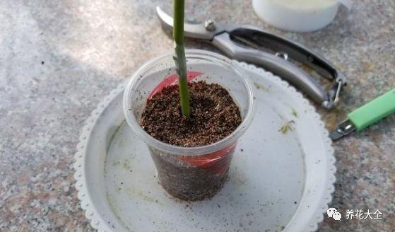 扦插绿萝最好的方法，绿萝扦插小技巧