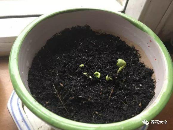 扦插绿萝最好的方法，绿萝扦插小技巧