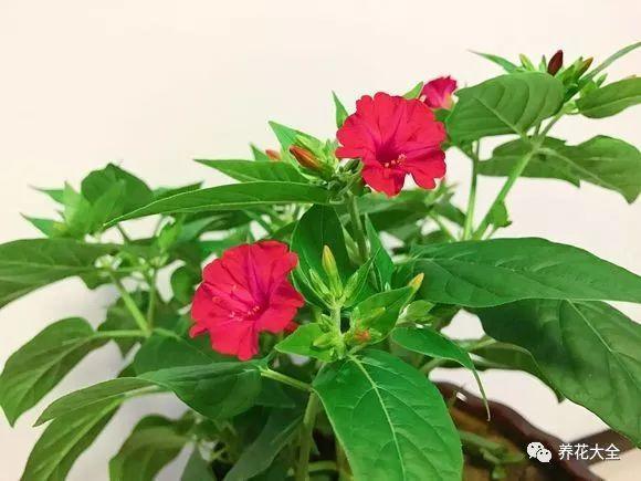 扦插绿萝最好的方法，绿萝扦插小技巧