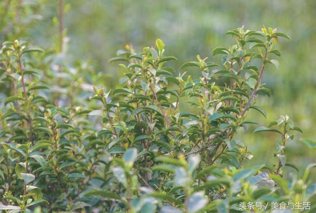 绿茶制作工艺流程，绿茶云南碧螺春制作工艺流程