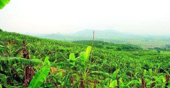 粉蕉，种植粉蕉如何管理