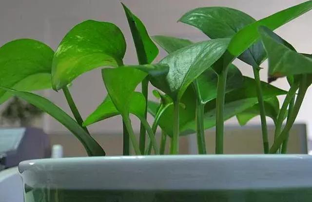 绿萝叶子发黄的原因及处理方法，绿萝黄叶的6大原因都在这了