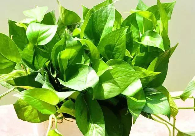 绿萝叶子发黄的原因及处理方法，绿萝黄叶的6大原因都在这了