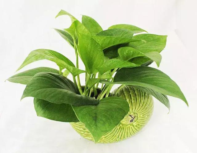 绿萝叶子发黄的原因及处理方法，绿萝黄叶的6大原因都在这了