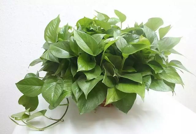绿萝叶子发黄的原因及处理方法，绿萝黄叶的6大原因都在这了