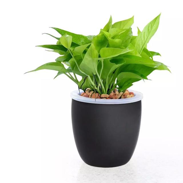 绿萝叶子发黄的原因及处理方法，绿萝黄叶的6大原因都在这了