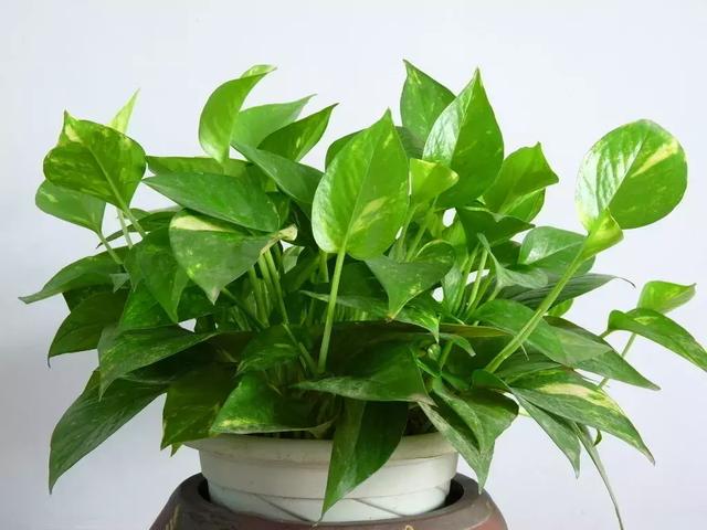 绿萝叶子发黄的原因及处理方法，绿萝黄叶的6大原因都在这了