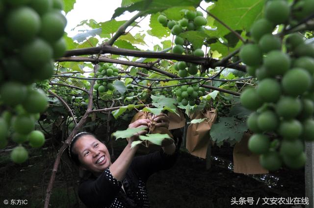 27种蔬菜的种植方法，适合初学者种植的10种蔬菜