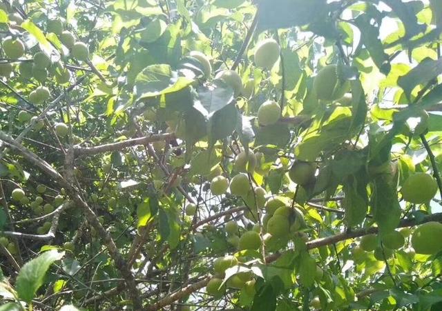 如何用梅子做酵素，教你做好喝的梅子酵素