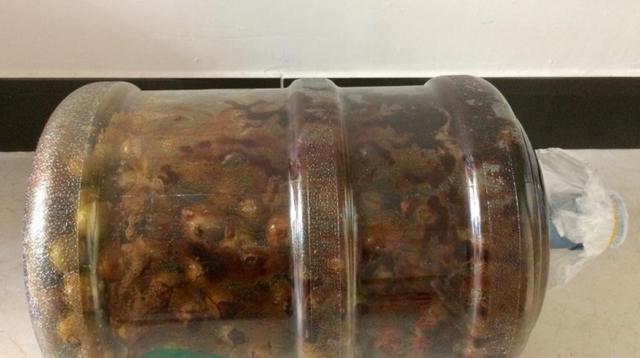 如何用梅子做酵素，教你做好喝的梅子酵素