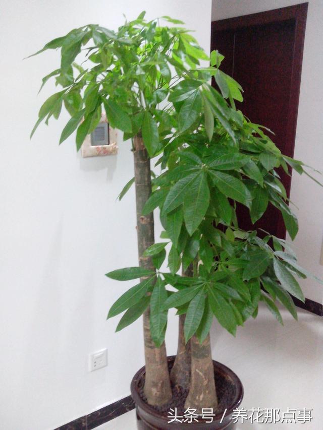 风水植物有哪些，家里旺风水的植物有哪些