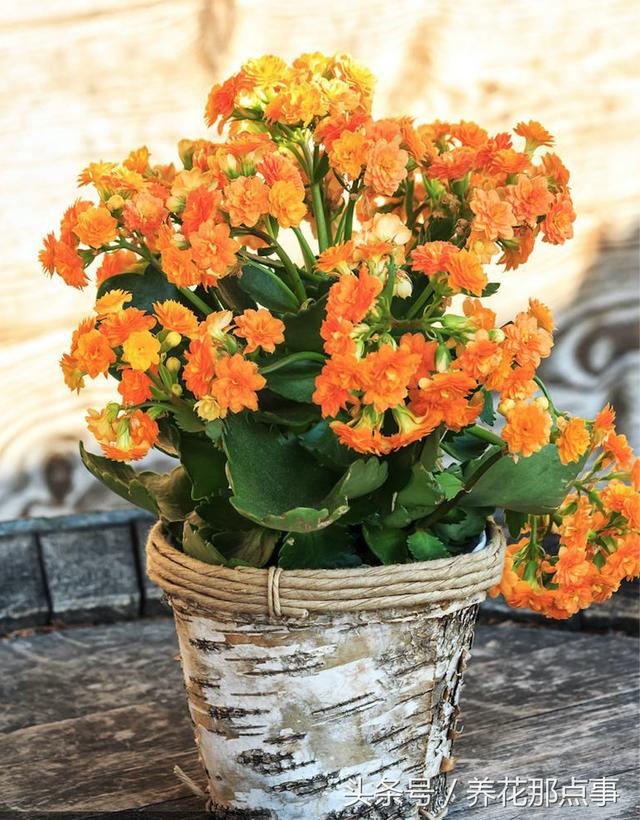 风水植物有哪些，家里旺风水的植物有哪些