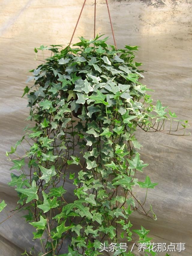 风水植物有哪些，家里旺风水的植物有哪些