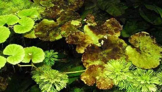 消除水藻的最好方法，让藻类彻底离开鱼缸