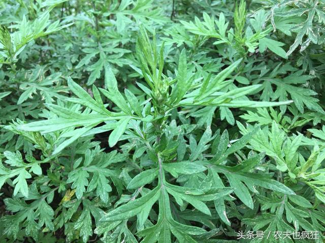 艾草能治什么病，艾草都能治啥病（分享几个艾草的治病验方）