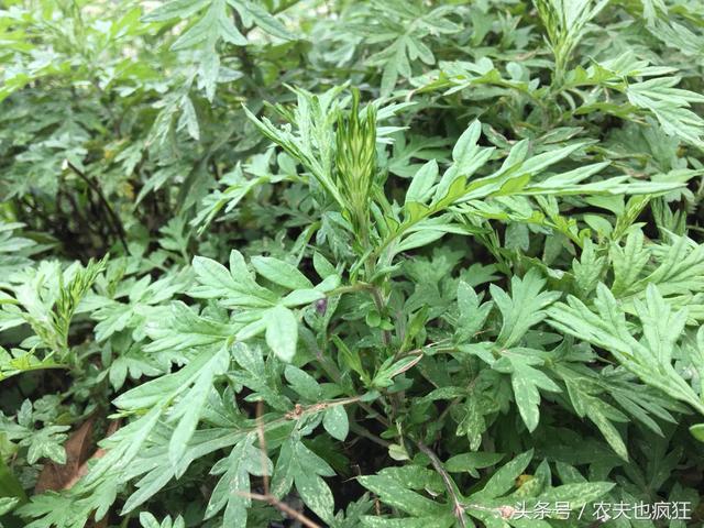 艾草能治什么病，艾草都能治啥病（分享几个艾草的治病验方）