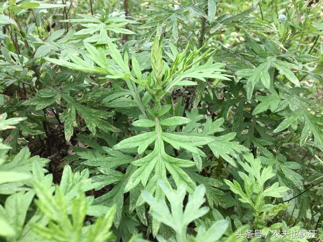 艾草能治什么病，艾草都能治啥病（分享几个艾草的治病验方）