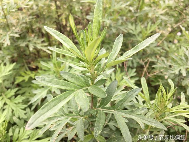 艾草能治什么病，艾草都能治啥病（分享几个艾草的治病验方）