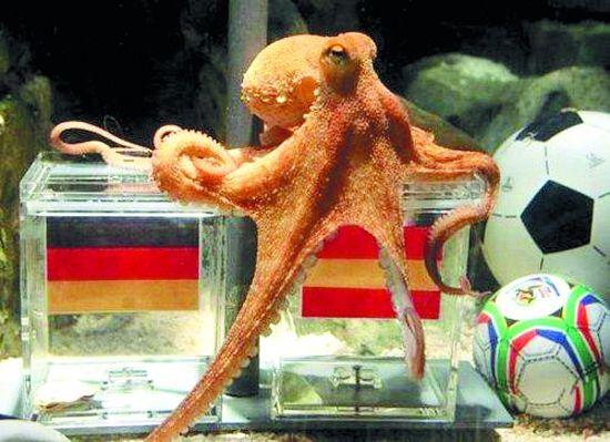 懂球帝预测世界杯之路，专家齐预测西班牙