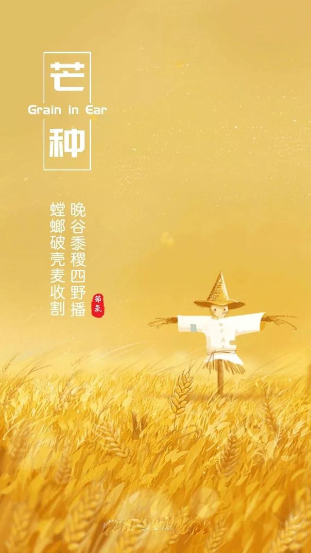 关于芒种的精美图片大全集锦，芒种的问候句子