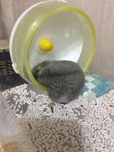 仓鼠死前的睡姿，仓鼠的那些激萌反应看完萌出血