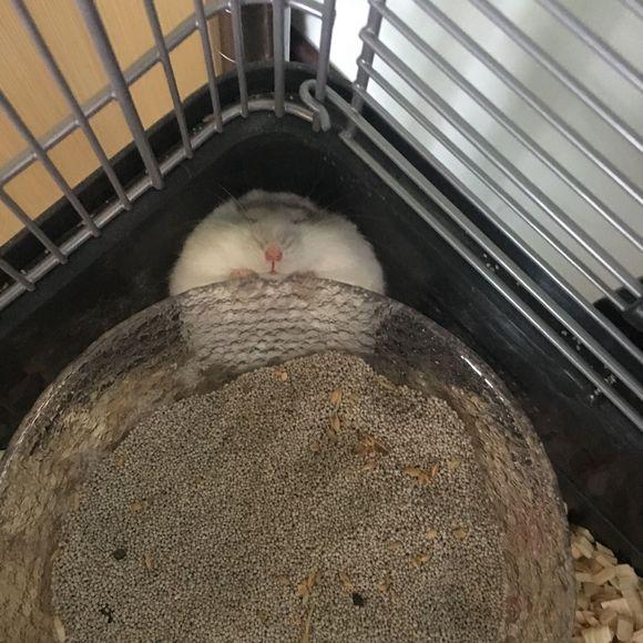 仓鼠死前的睡姿，仓鼠的那些激萌反应看完萌出血
