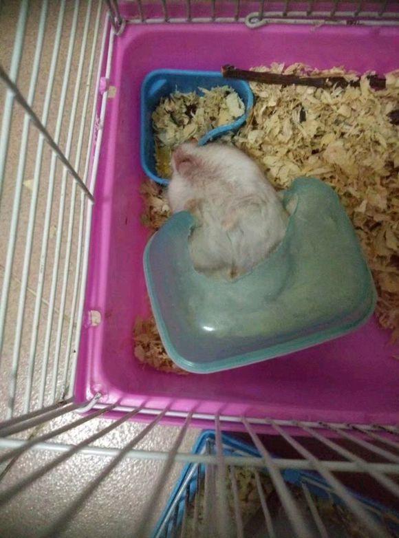 仓鼠死前的睡姿，仓鼠的那些激萌反应看完萌出血