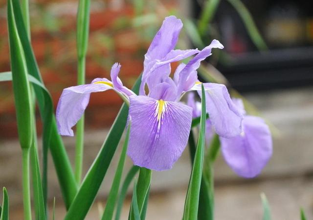 十字花科的6个代表植物，十字花科植物介绍