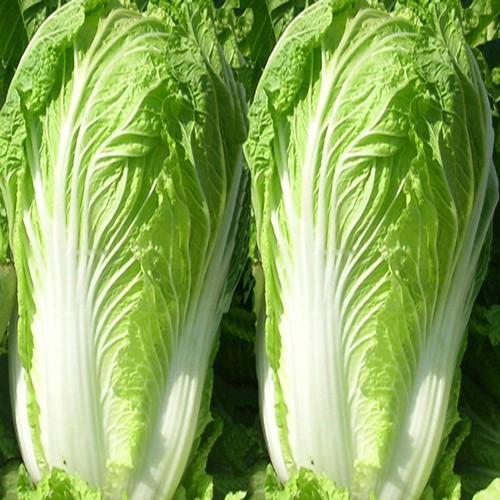 十字花科的6个代表植物，十字花科植物介绍