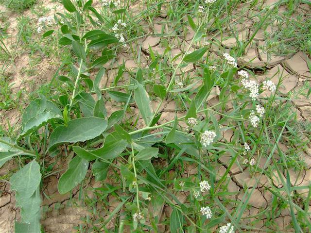 十字花科的6个代表植物，十字花科植物介绍