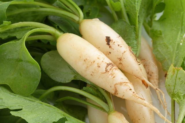 十字花科的6个代表植物，十字花科植物介绍