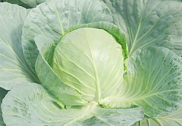 十字花科的6个代表植物，十字花科植物介绍