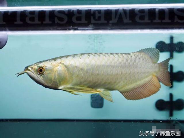 金龙鱼怎么养才会好，这样饲养才更完美