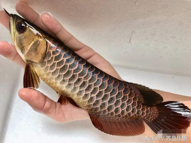 金龙鱼怎么养才会好，这样饲养才更完美