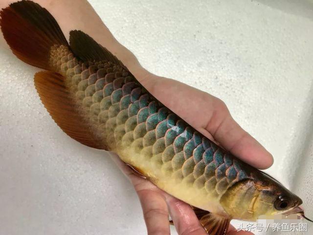 金龙鱼怎么养才会好，这样饲养才更完美