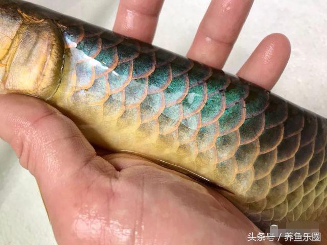 金龙鱼怎么养才会好，这样饲养才更完美