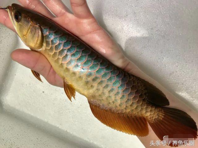 金龙鱼怎么养才会好，这样饲养才更完美