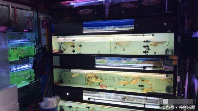 金龙鱼怎么养才会好，这样饲养才更完美