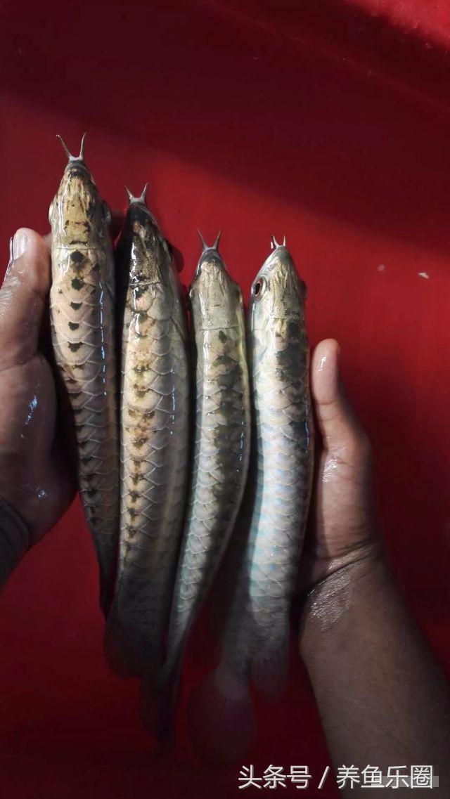 金龙鱼怎么养才会好，这样饲养才更完美