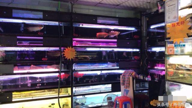 金龙鱼怎么养才会好，这样饲养才更完美