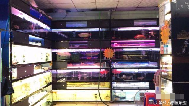 金龙鱼怎么养才会好，这样饲养才更完美