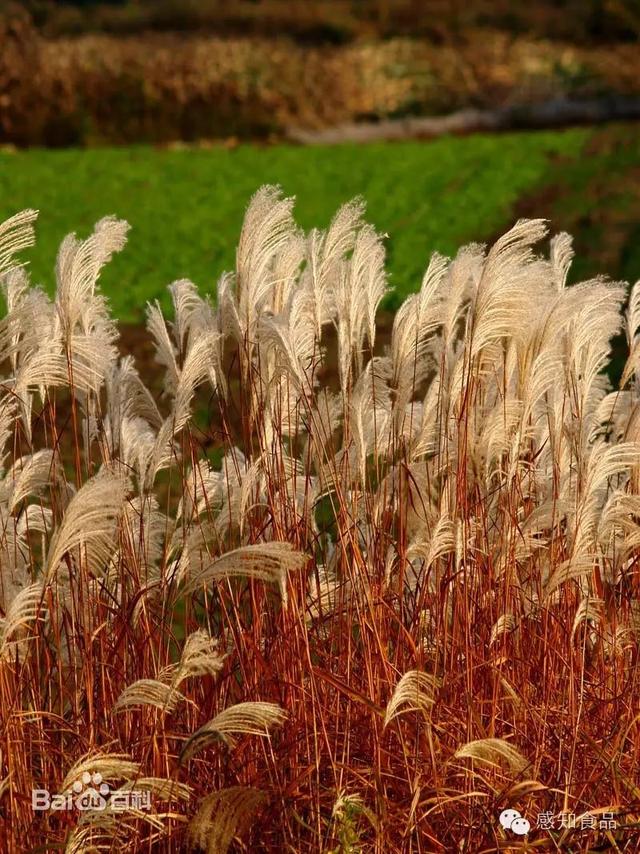 拉面一定要放蓬灰的吗，拉面里有蓬灰有问题吗