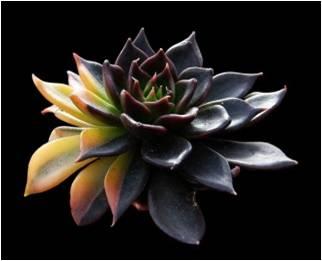 多肉植物的种类与特点，细说多肉植物的分类