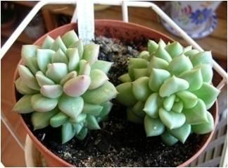 多肉植物的种类与特点，细说多肉植物的分类